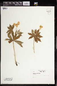 Anemone canadensis image
