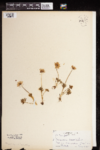 Anemone caroliniana image