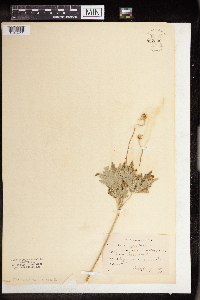Anemone cylindrica image