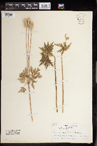 Anemone cylindrica image