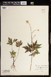 Anemone cylindrica image