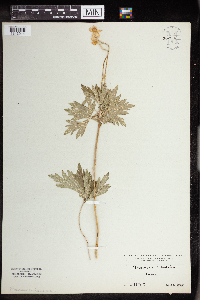 Anemone cylindrica image