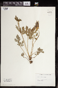Anemone cylindrica image