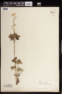 Anemone multifida image