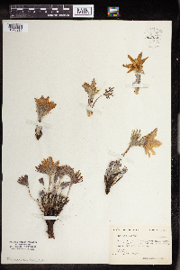 Anemone patens image