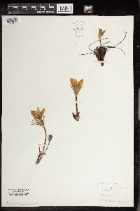 Anemone patens image