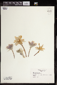 Anemone patens image