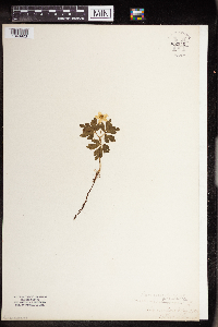 Anemone quinquefolia image