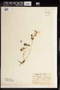 Anemone quinquefolia image