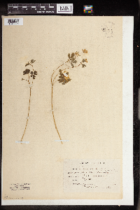 Anemone quinquefolia image