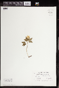 Anemone quinquefolia image