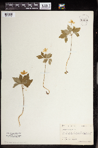 Anemone quinquefolia image