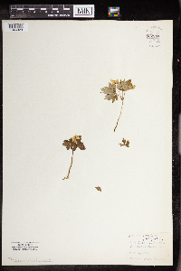 Anemone quinquefolia image