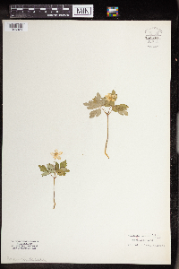 Anemone quinquefolia image