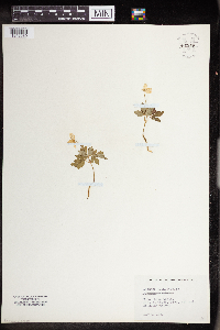 Anemone quinquefolia image