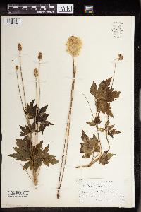 Anemone virginiana image