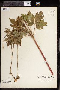 Anemone virginiana image