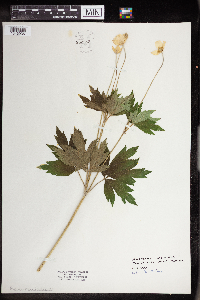Anemone virginiana image