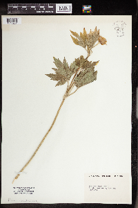 Anemone virginiana image