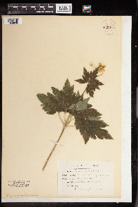 Anemone virginiana image