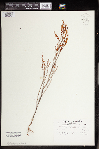 Polygonella articulata image