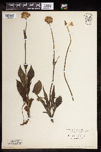 Knautia arvensis image