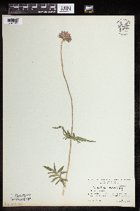 Knautia arvensis image