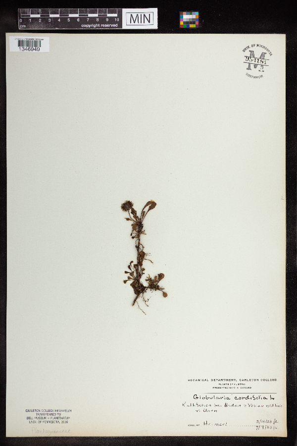 Globularia cordifolia image