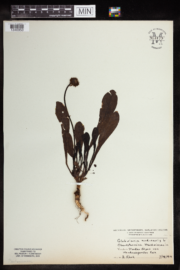 Globularia nudicaulis image