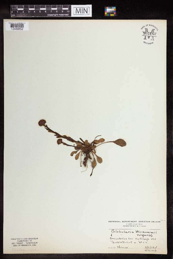 Globulariaceae image