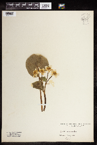 Caltha palustris image