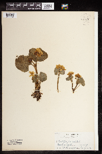 Caltha palustris image
