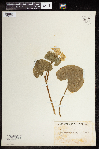 Caltha palustris image