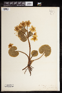 Caltha palustris image