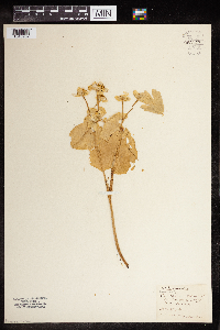 Caltha palustris image