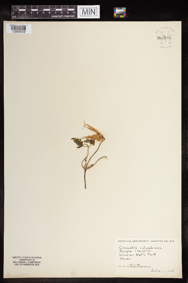 Clematis columbiana image