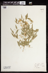Clematis ligusticifolia image
