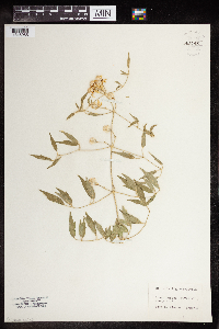 Clematis ligusticifolia image