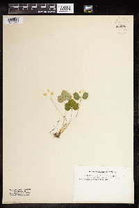 Coptis trifolia image