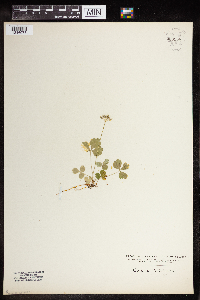 Coptis trifolia image