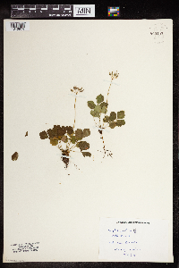 Coptis trifolia image