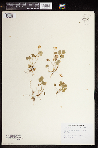 Coptis trifolia image