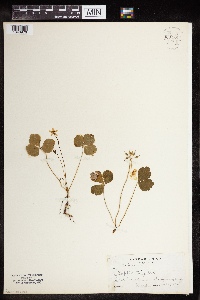 Coptis trifolia image