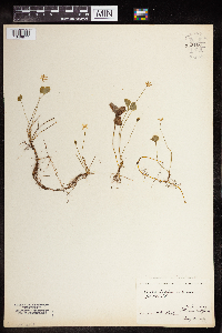 Coptis trifolia image