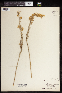Delphinium carolinianum image