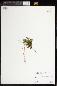 Lechea stricta image