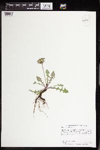 Taraxacum officinale image