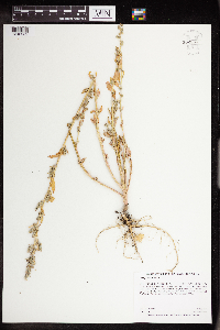 Chenopodium pratericola image