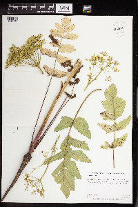 Pastinaca sativa image