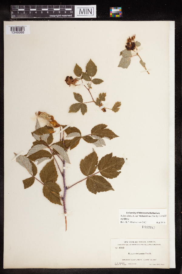 Rubus idaeus var. melanolasius image